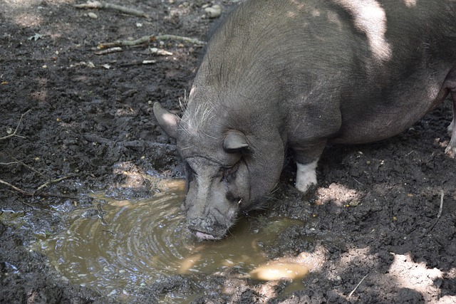 德天空：谢什科尚未表明他的选择，周二会是关键的一天